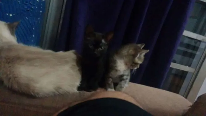 Gato ra a siames idade 2 anos nome safira e os filhotes