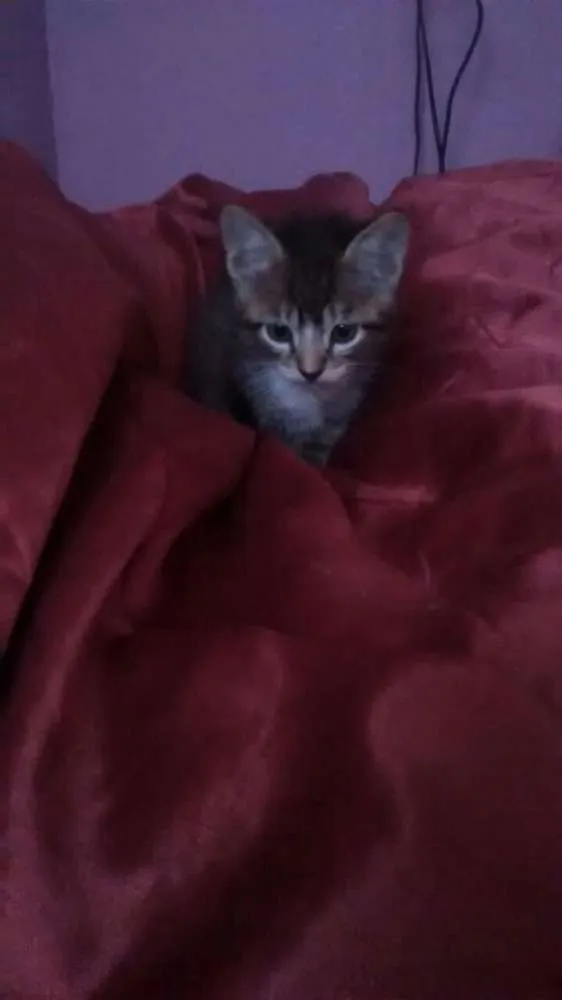 Gato ra a siames idade 2 anos nome safira e os filhotes