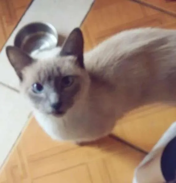 Gato ra a siames idade 2 anos nome safira e os filhotes