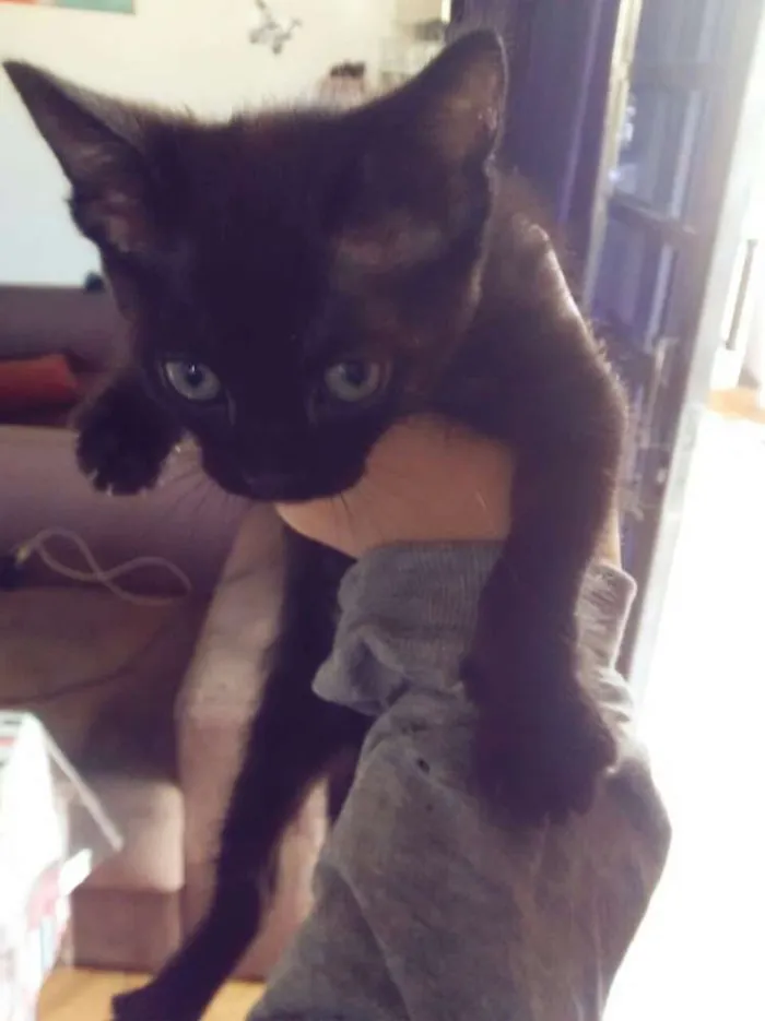 Gato ra a siames idade 2 anos nome safira e os filhotes