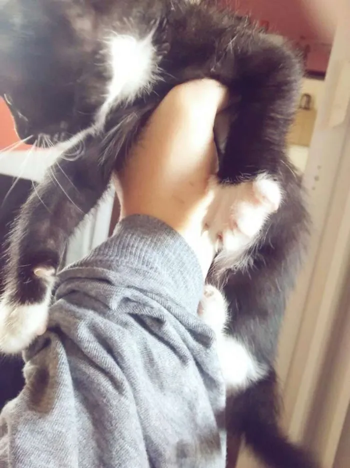 Gato ra a siames idade 2 anos nome safira e os filhotes