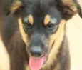 Laika Filhote