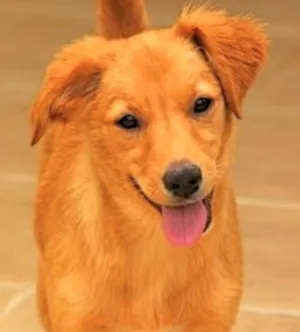 Cachorro raça  idade 2 a 6 meses nome Melany Filhote