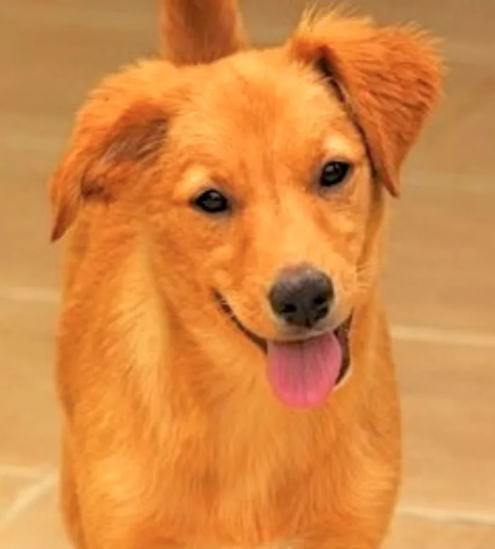 Cachorro ra a  idade 2 a 6 meses nome Melany Filhote