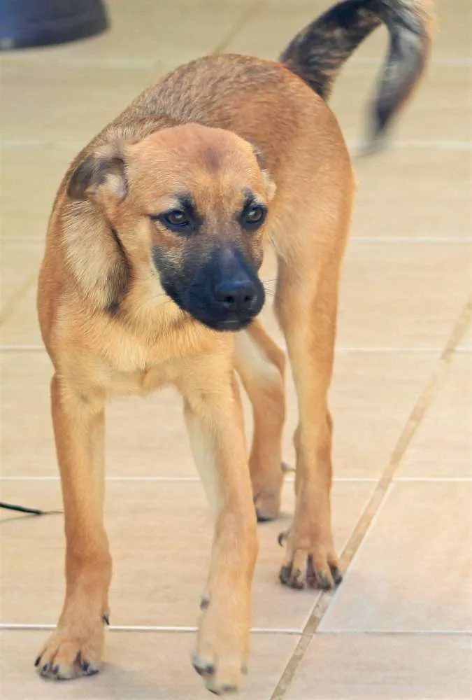 Cachorro ra a  idade 7 a 11 meses nome Melissa Filhote