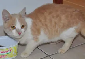 Gato raça SRD idade 2 a 6 meses nome Laranjinha