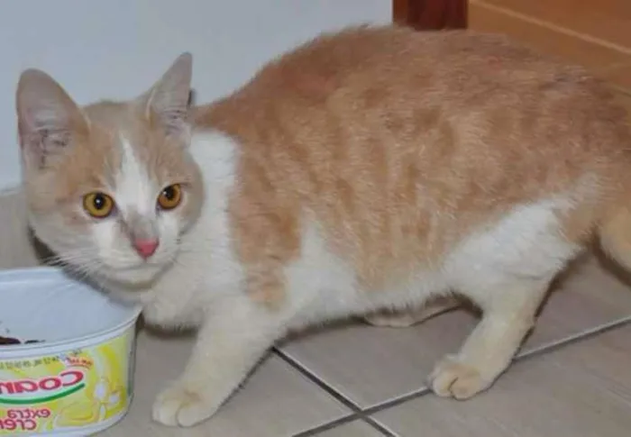 Gato ra a SRD idade 2 a 6 meses nome Laranjinha