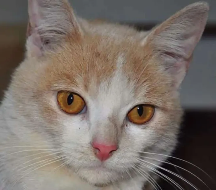 Gato ra a SRD idade 2 a 6 meses nome Laranjinha