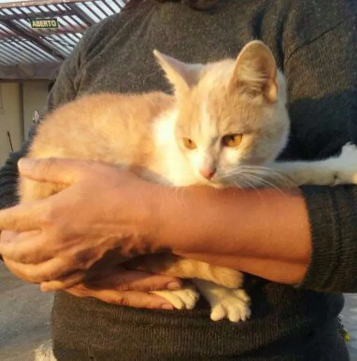 Gato ra a SRD idade 2 a 6 meses nome Laranjinha