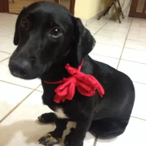 Cachorro raça RND idade 7 a 11 meses nome lua