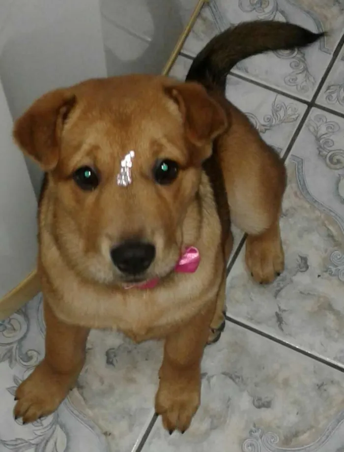Cachorro ra a Mestiça de sharpei idade 2 a 6 meses nome Rhana