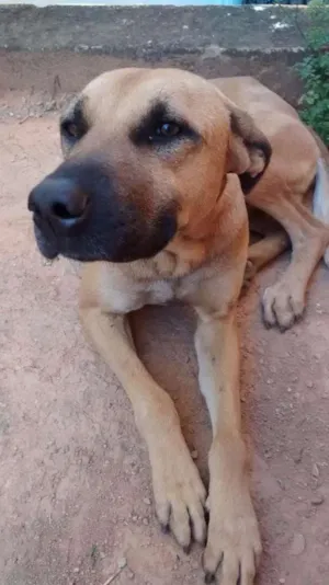 Cachorro raça Fila idade 1 ano nome Thor 