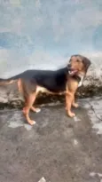 Belinha