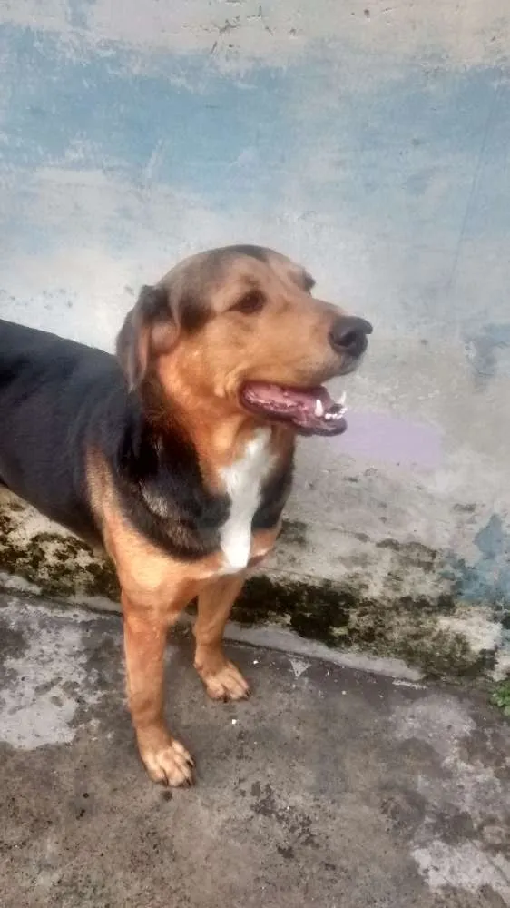 Cachorro raça Pastor alemão com labrador  idade 3 anos nome Belinha