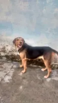 Belinha