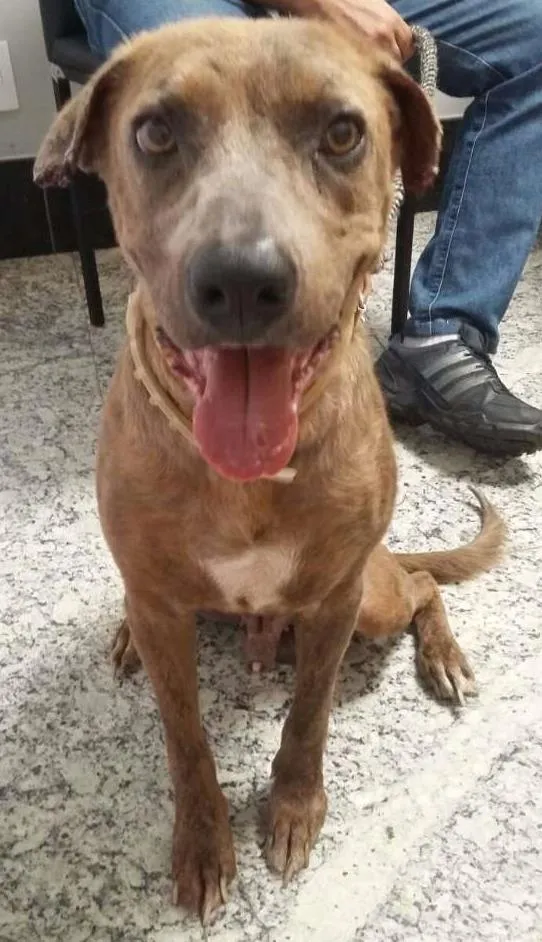 Cachorro ra a SRD idade 4 anos nome Fred