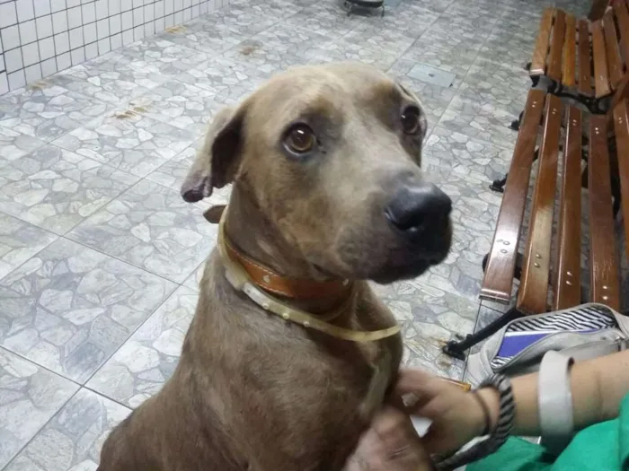 Cachorro ra a SRD idade 4 anos nome Fred