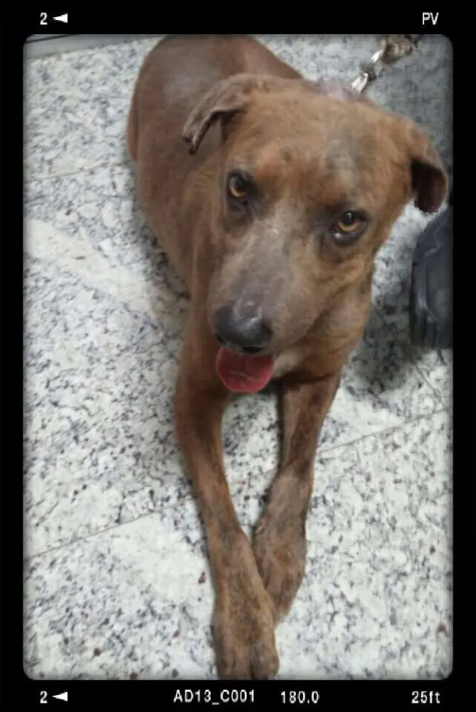 Cachorro ra a SRD idade 4 anos nome Fred