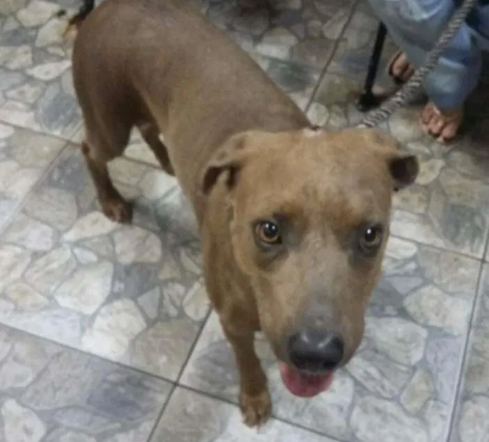 Cachorro ra a SRD idade 4 anos nome Fred