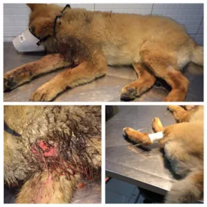 Cachorro raça Chow Chow idade 2 anos nome Spyke