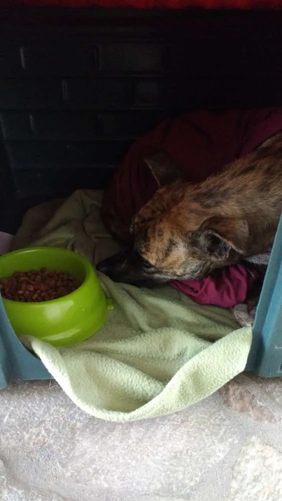 Cachorro ra a Não tem idade 1 ano nome Não tem