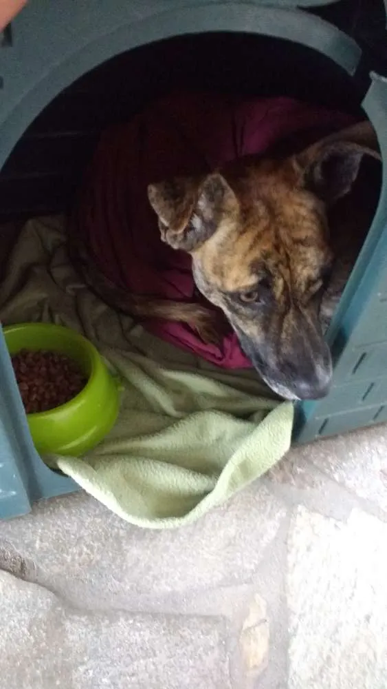 Cachorro ra a Não tem idade 1 ano nome Não tem