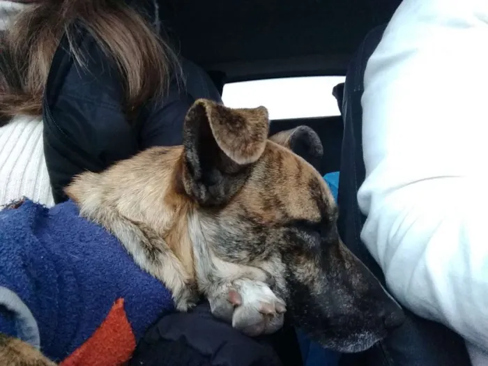 Cachorro ra a Não tem idade 1 ano nome Não tem