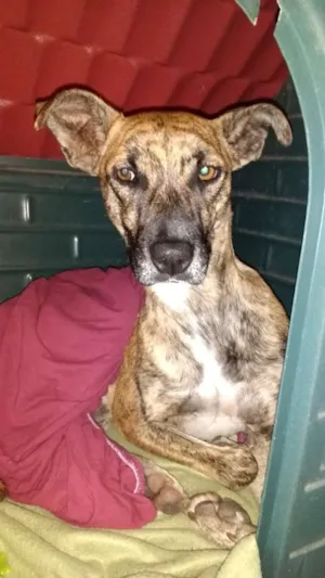 Cachorro raça Não tem idade 1 ano nome Não tem