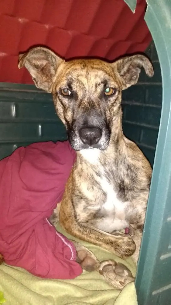 Cachorro ra a Não tem idade 1 ano nome Não tem