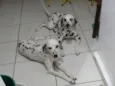 Sophia e Cacau