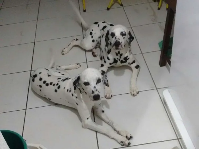 Cachorro ra a Dalmatas idade 6 ou mais anos nome Sophia e Cacau