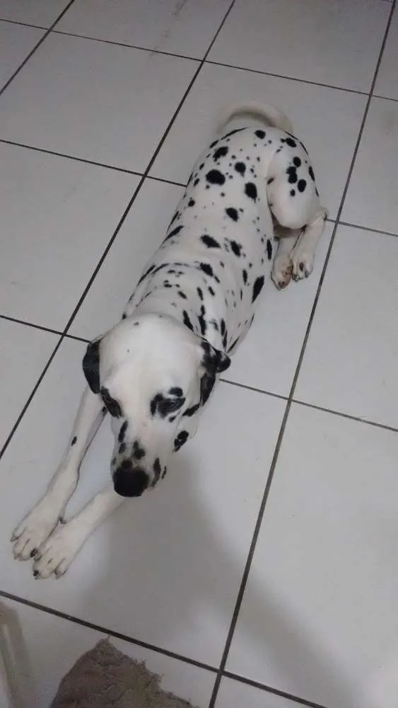 Cachorro ra a Dalmatas idade 6 ou mais anos nome Sophia e Cacau