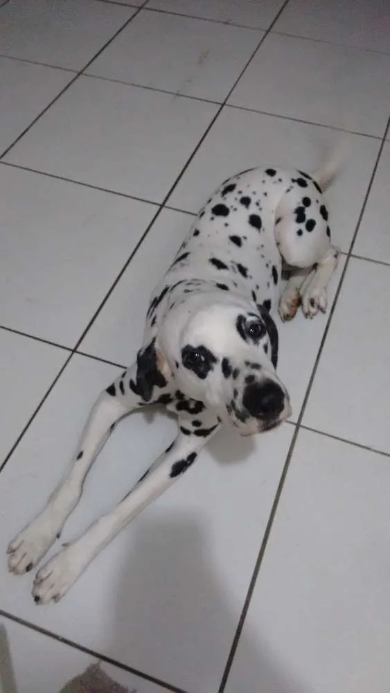 Cachorro ra a Dalmatas idade 6 ou mais anos nome Sophia e Cacau