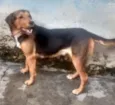 Belinha