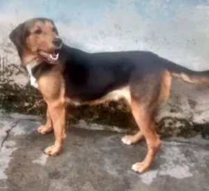 Cachorro raça Pastor alemão com labrador  idade 3 anos nome Belinha