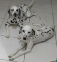 Sophia e Cacau
