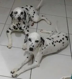 Cachorro raça Dalmatas idade 6 ou mais anos nome Sophia e Cacau