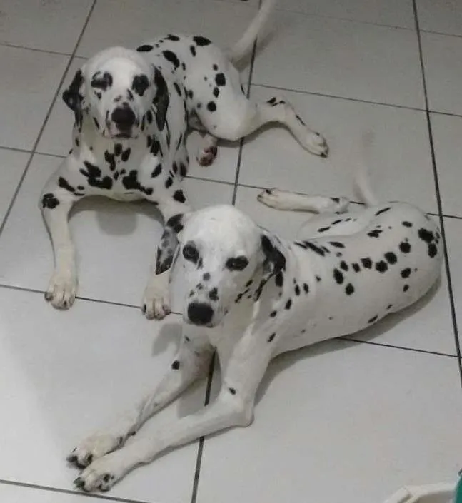 Cachorro ra a Dalmatas idade 6 ou mais anos nome Sophia e Cacau
