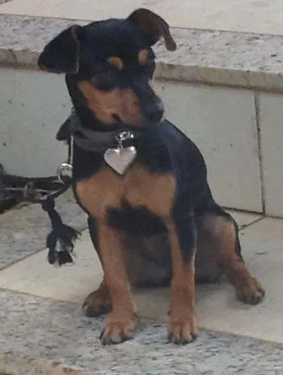 Cachorro ra a pinscher idade 1 ano nome Kiara