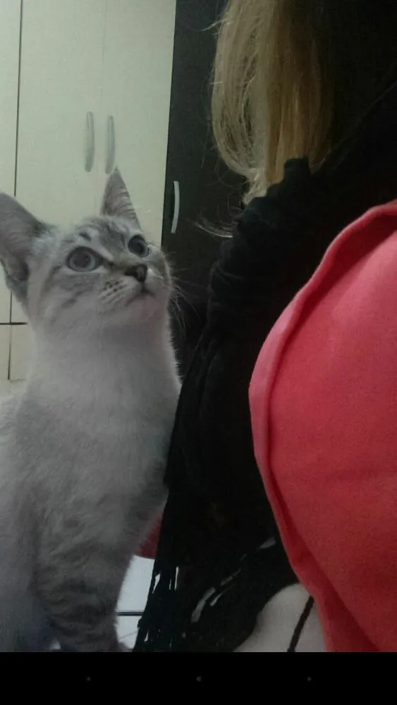 Gato raça  idade 2 a 6 meses nome Amora