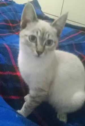 Gato raça  idade 2 a 6 meses nome Amora