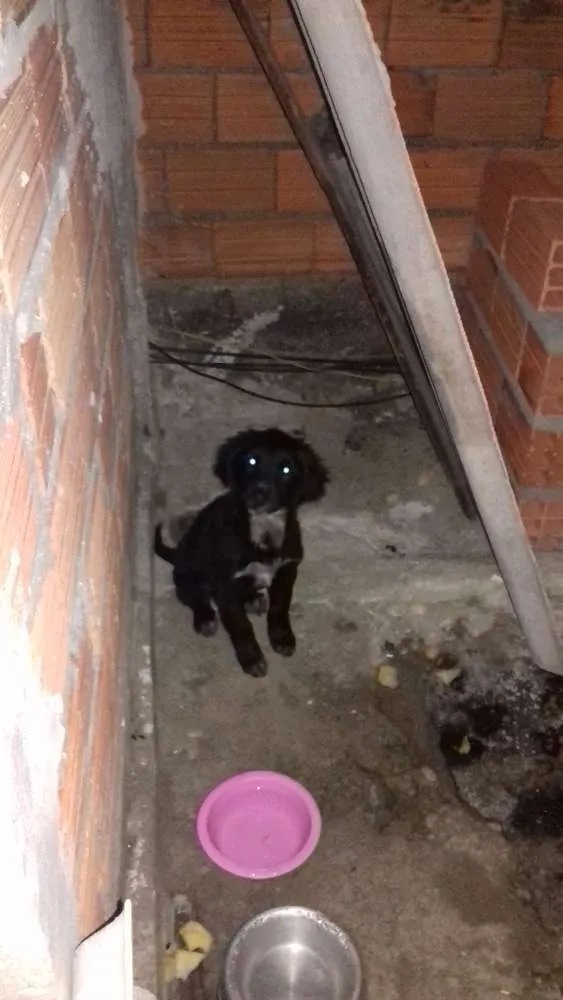 Cachorro ra a SRD idade 2 a 6 meses nome Google