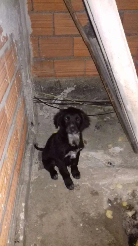 Cachorro ra a SRD idade 2 a 6 meses nome Google