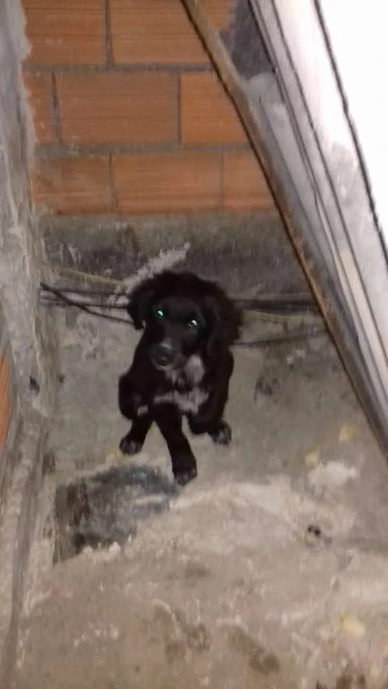 Cachorro ra a SRD idade 2 a 6 meses nome Google