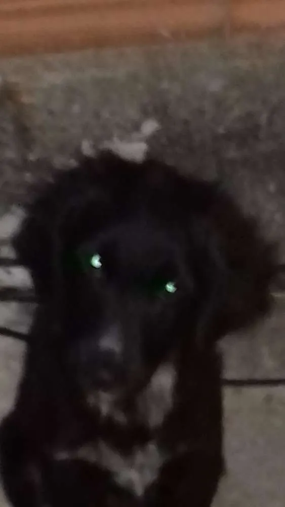 Cachorro ra a SRD idade 2 a 6 meses nome Google