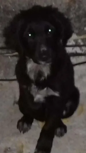 Cachorro raça SRD idade 2 a 6 meses nome Google
