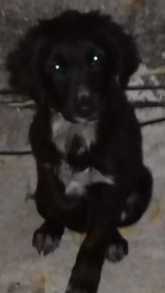 Cachorro ra a SRD idade 2 a 6 meses nome Google
