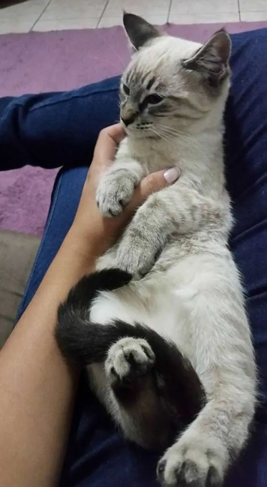 Gato ra a viralata idade 2 a 6 meses nome picole