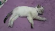 picole