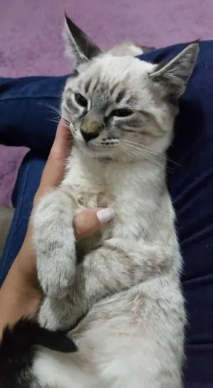 Gato raça viralata idade 2 a 6 meses nome picole